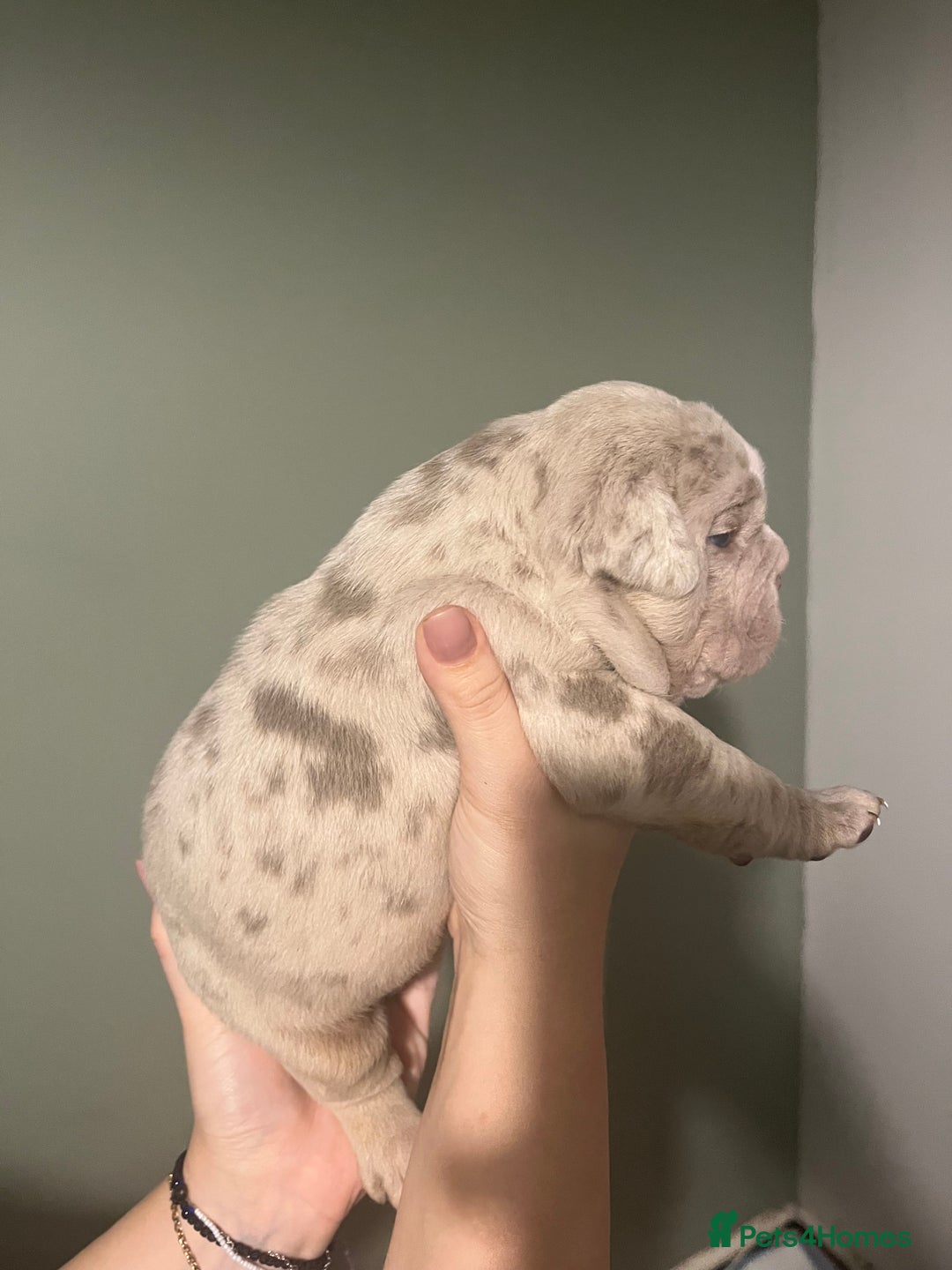 Olde English Bulldogge dogs for sale: Old English bulldog  - Advert 16