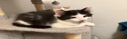 Mixed Breed cats for sale: Female long hair kittens in Southampton - Advert 4