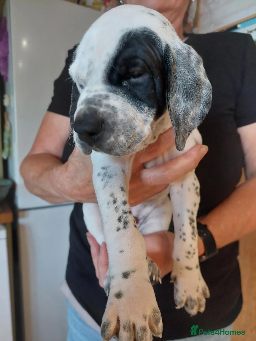 Pointer dogs for sale: Pointer Pups - Advert 4