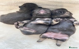 French Bulldog dogs for sale: Beautiful litter off French bulldog puppies  - Image 5