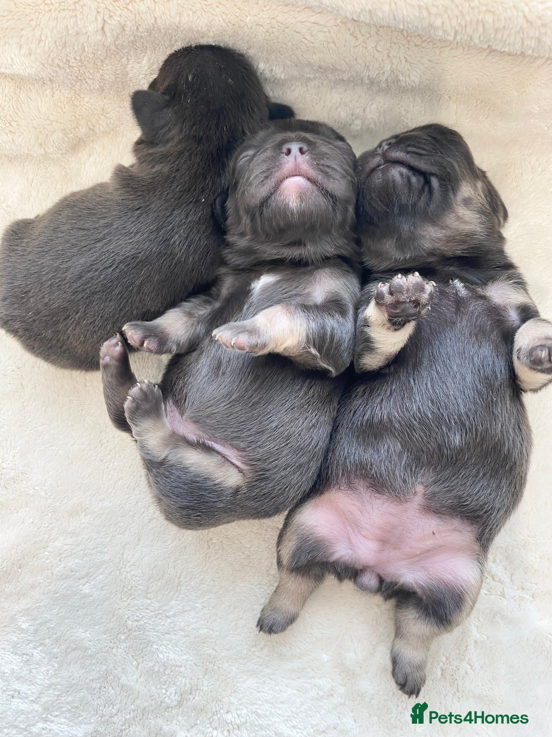 French Bulldog dogs for sale: Beautiful litter off French bulldog puppies  - Image 5