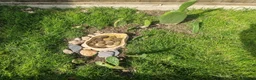 Tortoise reptiles for sale: Leopard tortoise hatchlings - Advert 3