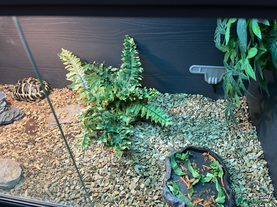 Hermann Tortoise reptiles for sale: Hermann's Tortoise - Image 3