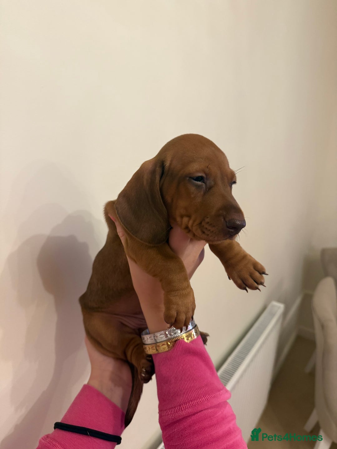 Dachshund dogs for sale: Longhaired black & tan & also a smooth - Advert 8