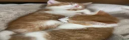 Mixed Breed cats for sale: 4 playful kittens ready to find their forever home - Advert 26