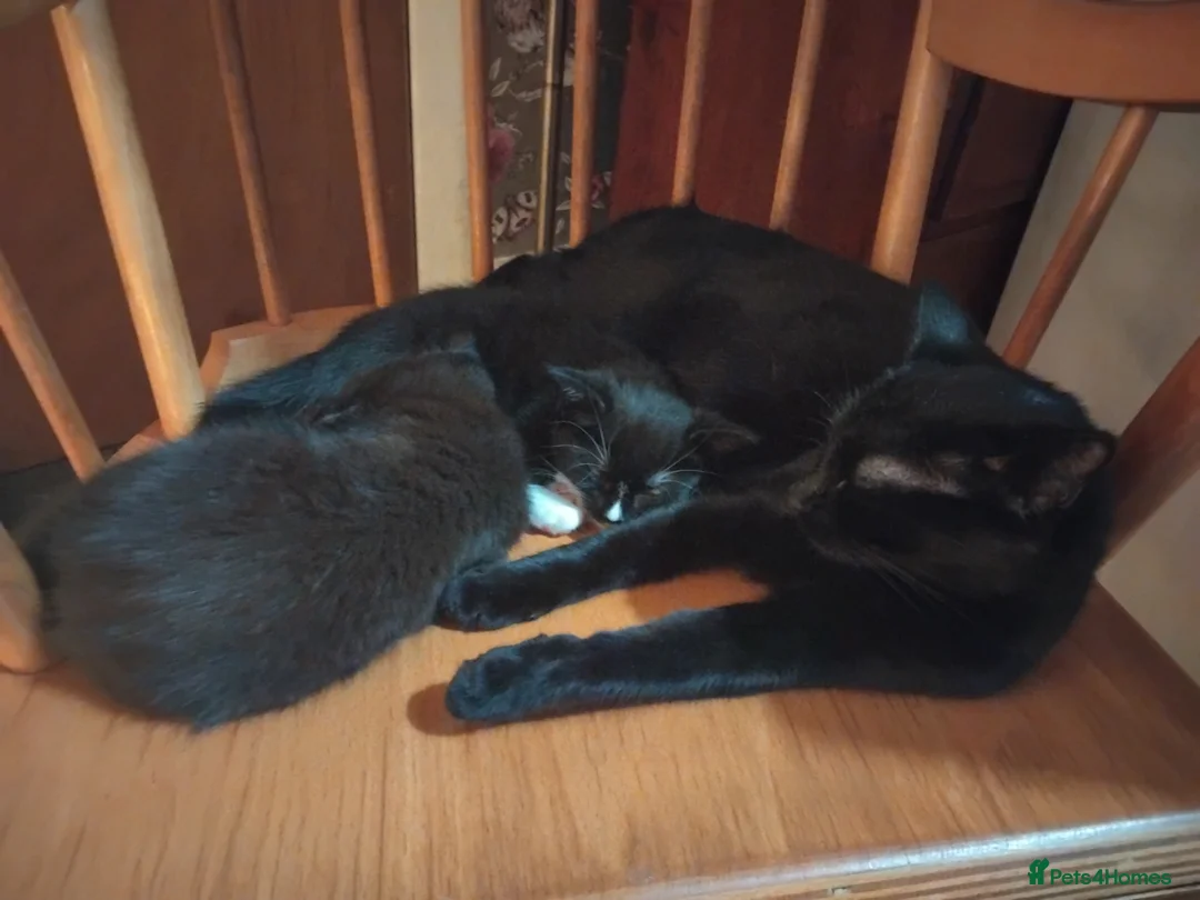 British Shorthair cats for sale: Two very loving boys in Norwich - Advert 2