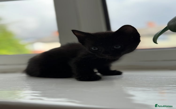 Mixed Breed cats for sale - Advert 1