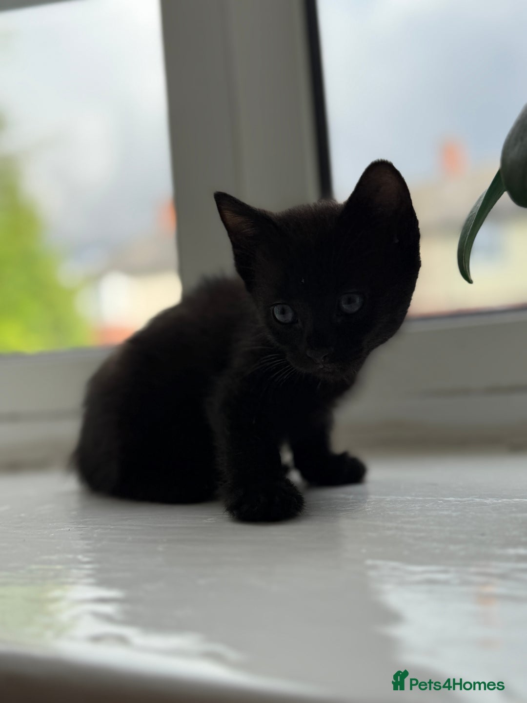 Mixed Breed cats for sale: Little kittens  - Image 1
