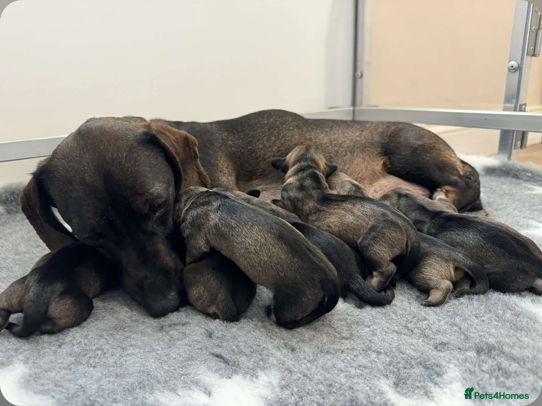 Dachshund dogs for stud: CHAMPION LINES 0% COI WIREHAIRED DACHSHUND STUD  in Stockton-on-Tees - Advert 19