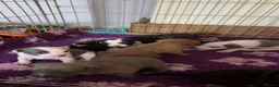 Staffordshire Bull Terrier dogs for sale: Exceptional litter of Staffie puppies - Advert 22