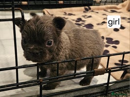 French Bulldog dogs - Advert 9