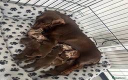 Dachshund dogs for sale: Chocolate try/dapple - Image 8