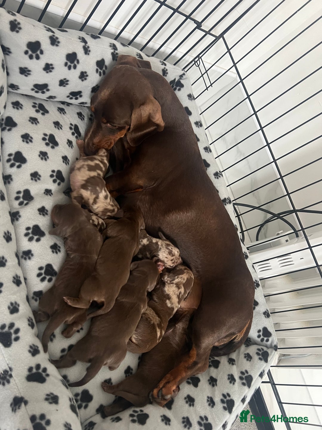 Dachshund dogs for sale: Chocolate try/dapple - Image 8