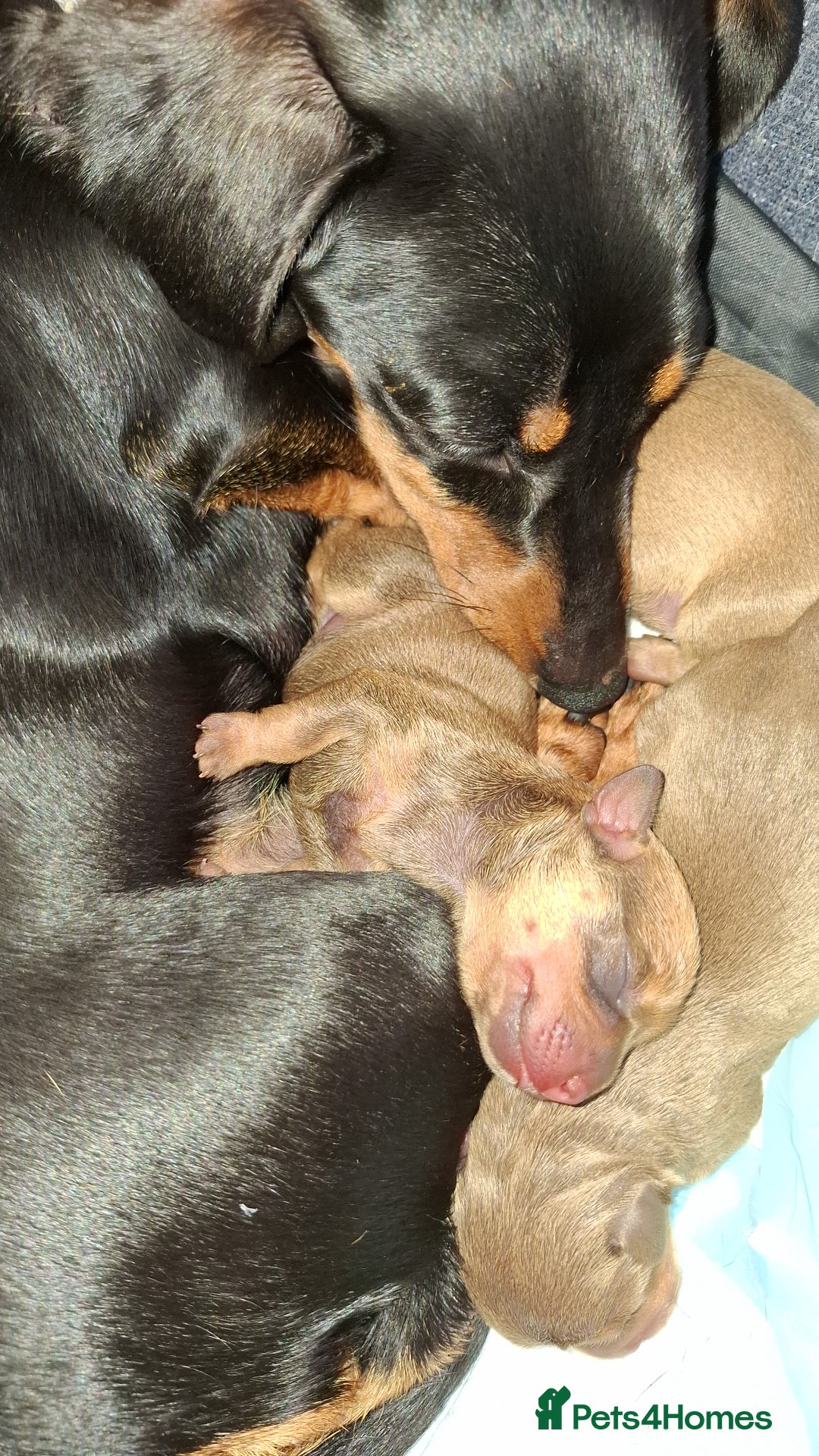 Mixed Breed dogs for sale: Miniature dachsund x chihuahua puppies - Image 5
