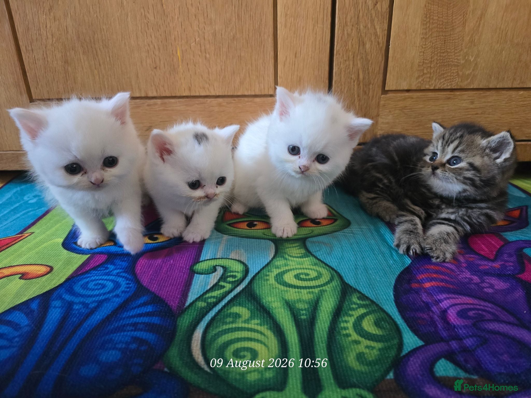 Exotic cats Persian/British Shorthaired cats - Advert 6