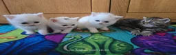 Exotic cats for sale: Persian/British Shorthaired cats - Advert 5