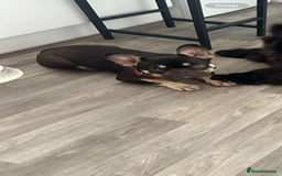 French Bulldog dogs for sale: Female French bulldog AGE 3  - Image 1