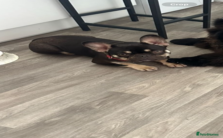 French Bulldog dogs - Advert 11