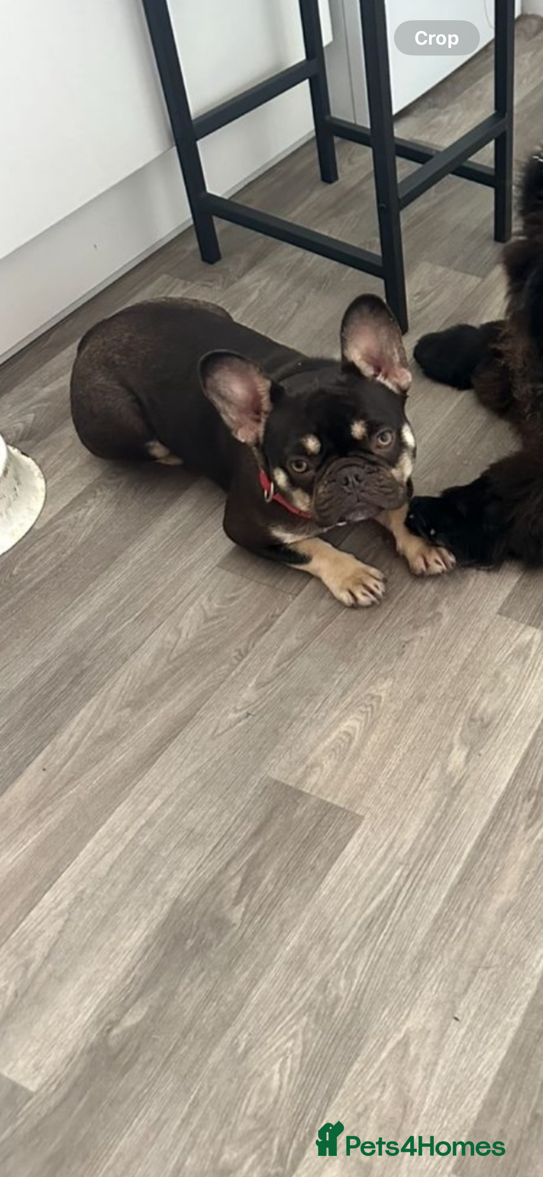 French Bulldog dogs for sale: Female French bulldog AGE 3  - Image 1