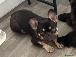 French Bulldog dogs - Advert 1