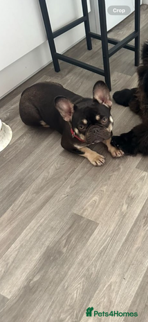 French Bulldog dogs - Advert 11