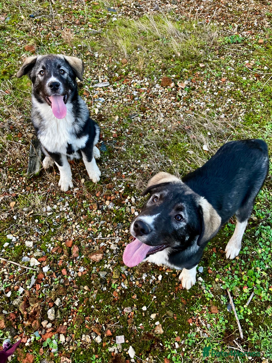 Mixed Breed dogs for sale: READY NOW! Pure Husky x Caucasian Shepherd - Advert 10