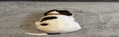 Brown (toffee) 
