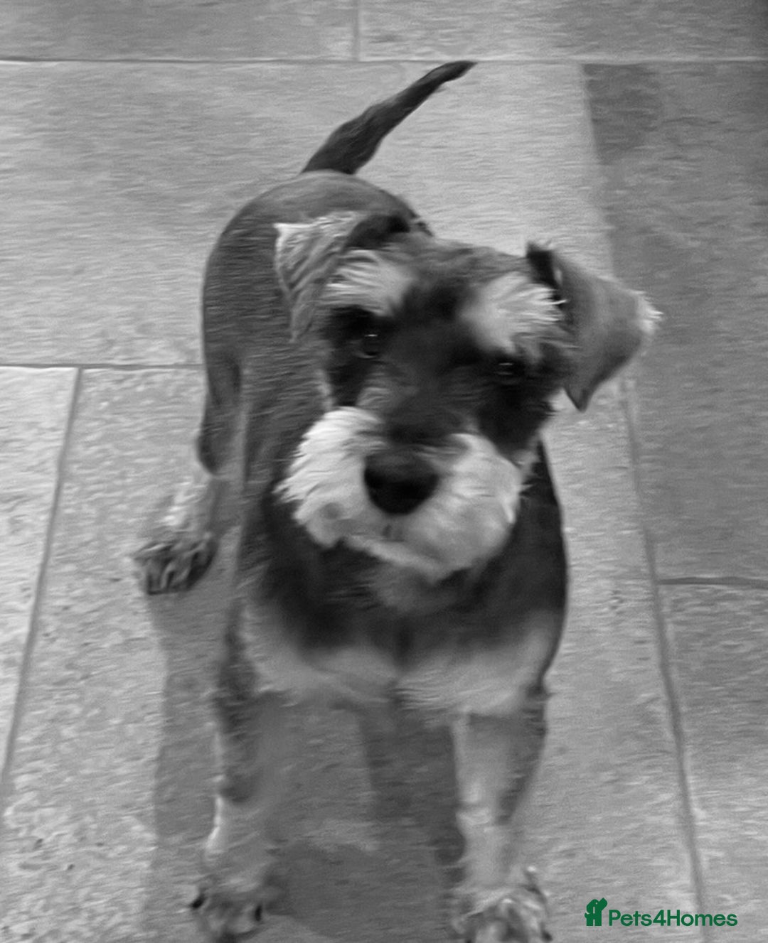 Miniature Schnauzer dogs for sale: KC registered DNA tested Miniature Schnauzer pups  - Advert 4