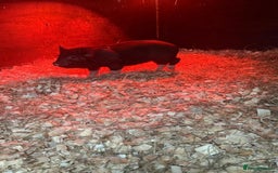 Pig livestock for sale: micro pigs - Image 10