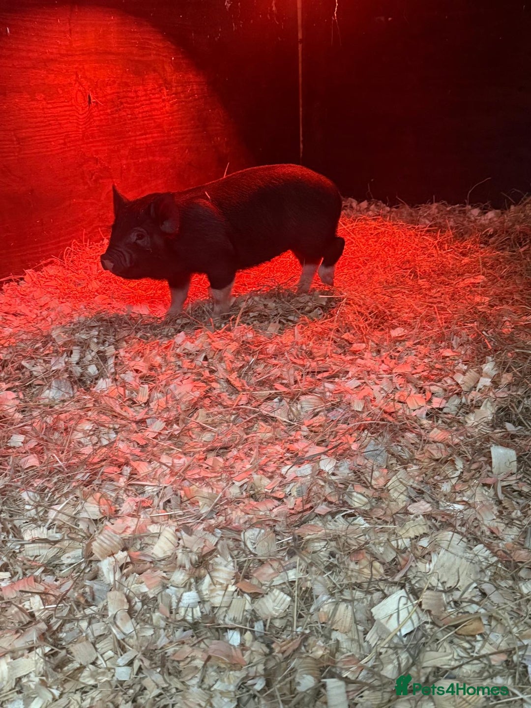 Pig livestock for sale: micro pigs - Image 10