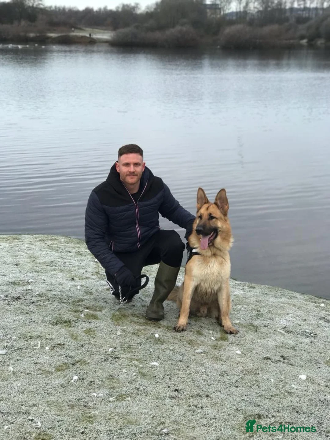 German Shepherd dogs for sale: Simba 8 year old German Shepard needs new home  in Scarborough - Advert 12
