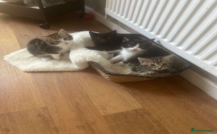 Domestic Shorthair cats - Advert 6