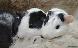 Guinea Pig rodents for sale: Guinea pigs babies and adults  - Image 2