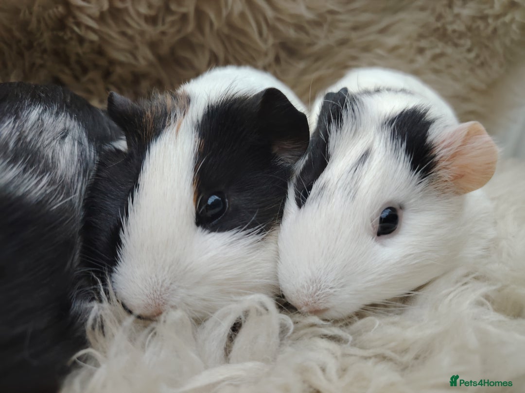 Guinea Pig rodents for sale: Guinea pigs babies and adults  - Image 2