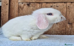 Mini Lop rabbits for sale: Blue eyed white mini lop doe  - Image 1