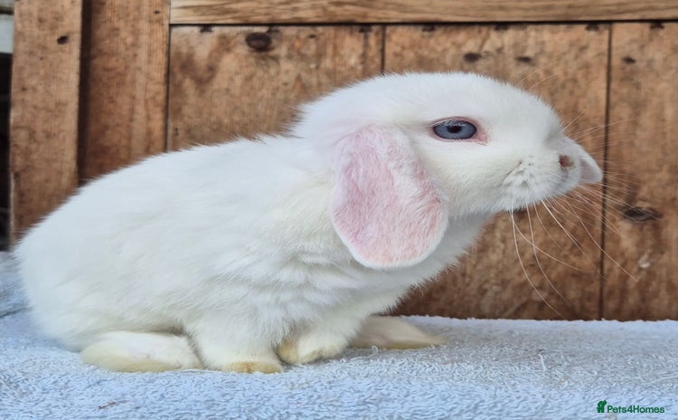 Mini Lop rabbits - Advert 3
