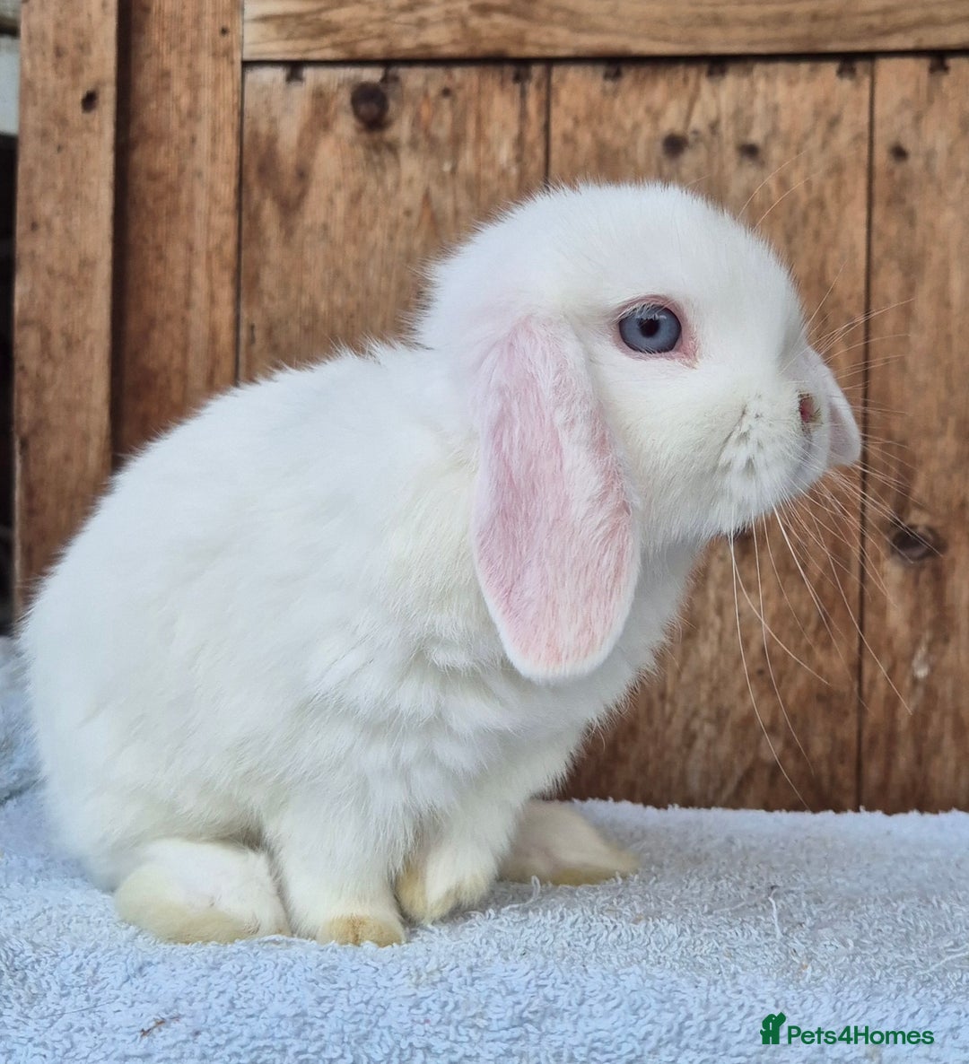 Mini Lop rabbits for sale: Blue eyed white mini lop doe  - Image 1