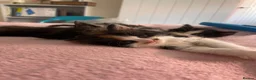 Mixed Breed cats for sale: Kittens  - Advert 5