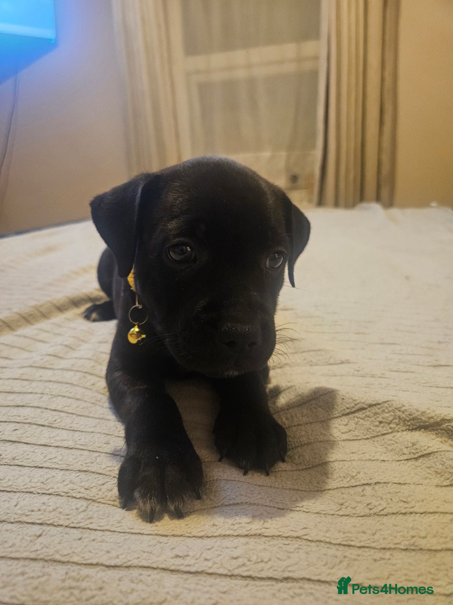 Staffordshire Bull Terrier dogs Staffordshire Bull Terrier Puppies 🐾 - Advert 16