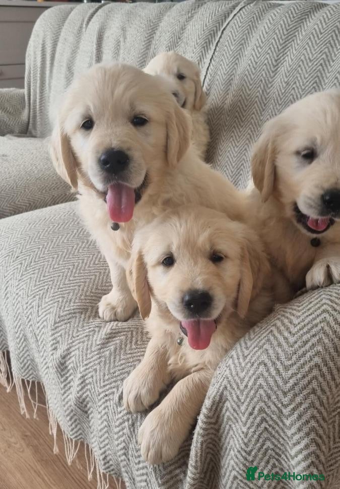 Golden Retriever dogs CHUNKY CREAM GOLDEN RETRIEVER PUPPIES - Advert 6