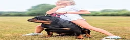 Rottweiler dogs for sale: EUROPEAN BLOODLINE ROTTWEILER PUPS  - Advert 5