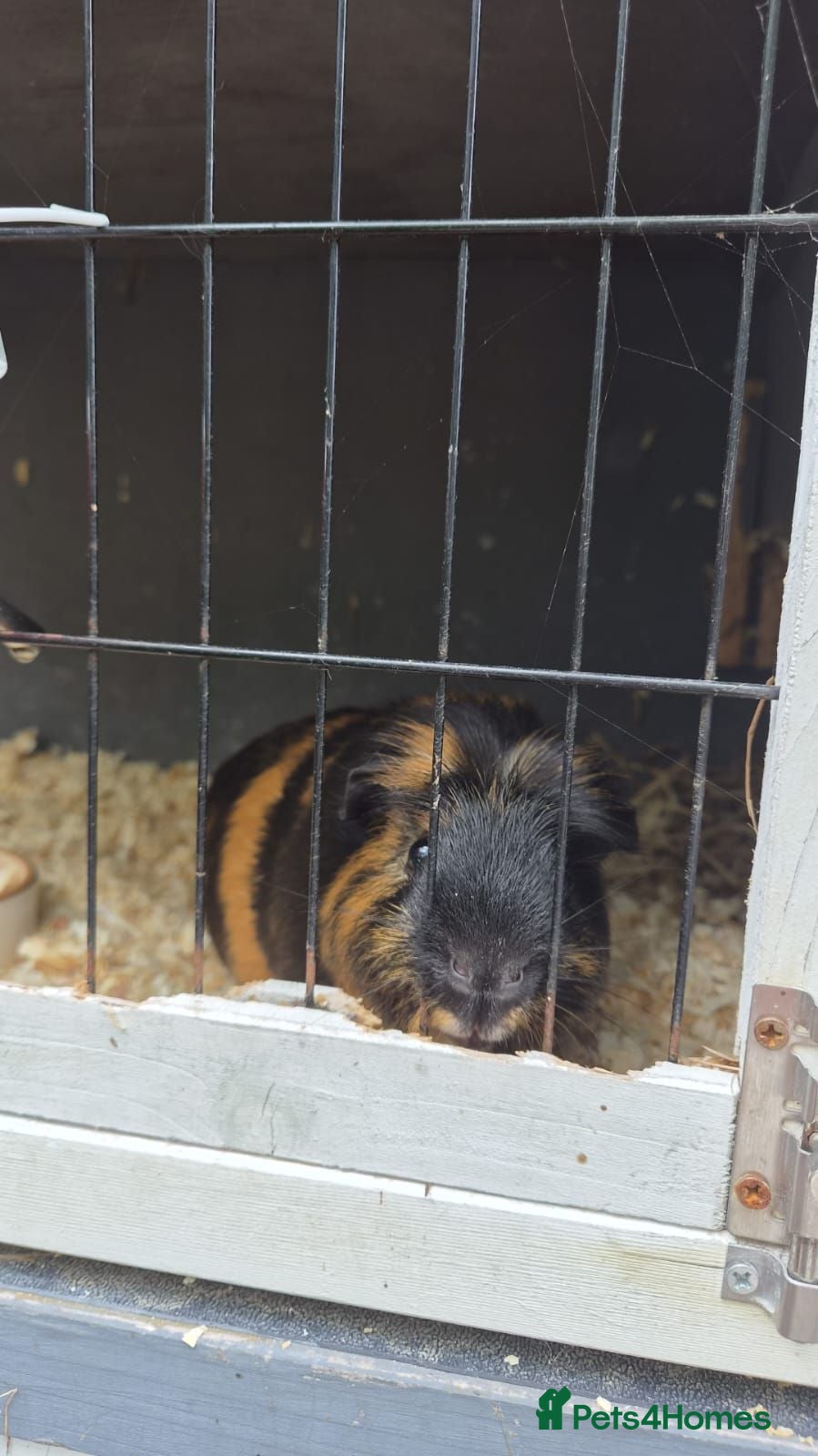 Guinea Pig rodents 3 guinea pigs to good homes  - Advert 4