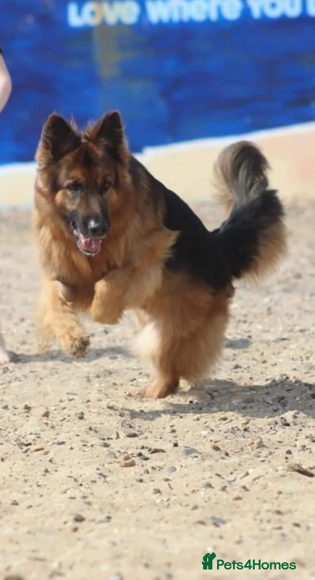German Shepherd dogs for sale: 6 showline German shepherd pups  - Advert 2