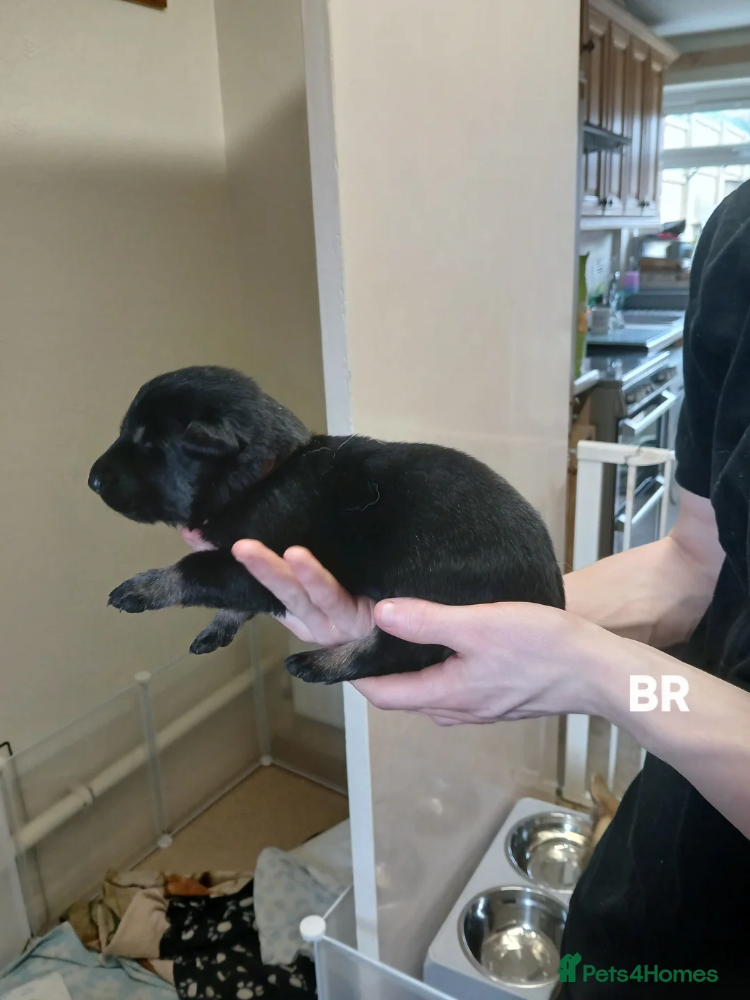 German Shepherd dogs for sale: German shepards  - Advert 13