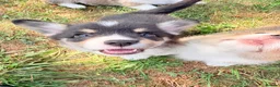 Welsh Corgi Pembroke dogs for sale: Welsh corgi (Pembroke) puppies - Advert 8