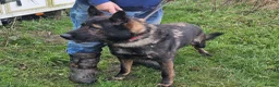 German Shepherd dogs for sale: Working lime German Scheperd puppies - Advert 3