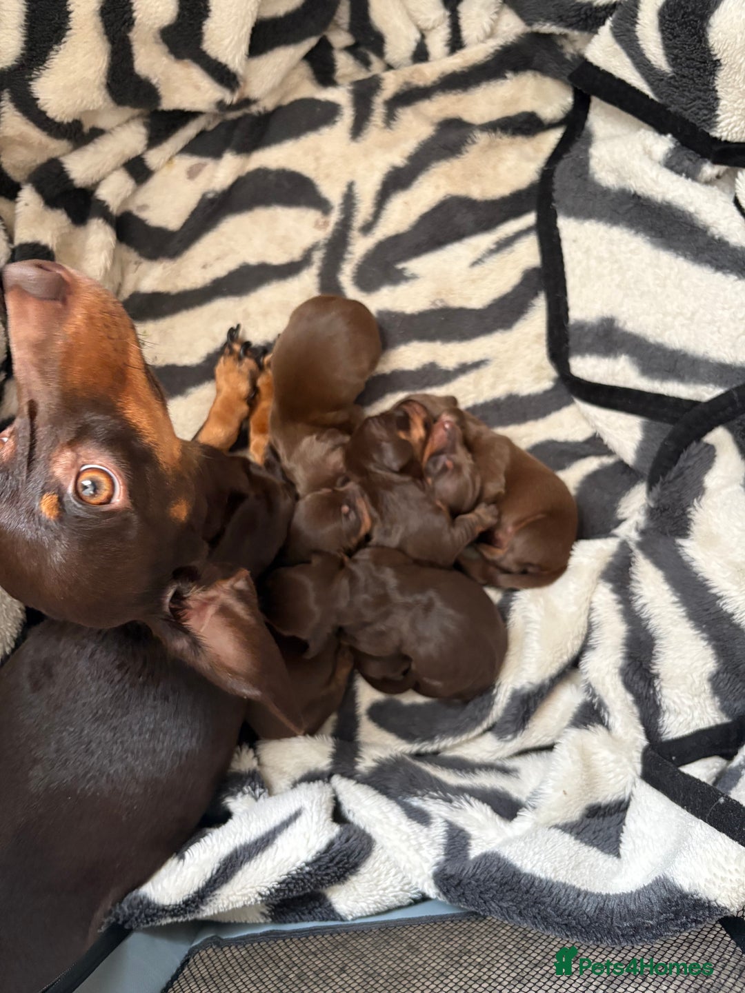 Miniature Dachshund dogs for sale: Smooth haired miniature dachshund  - Image 8