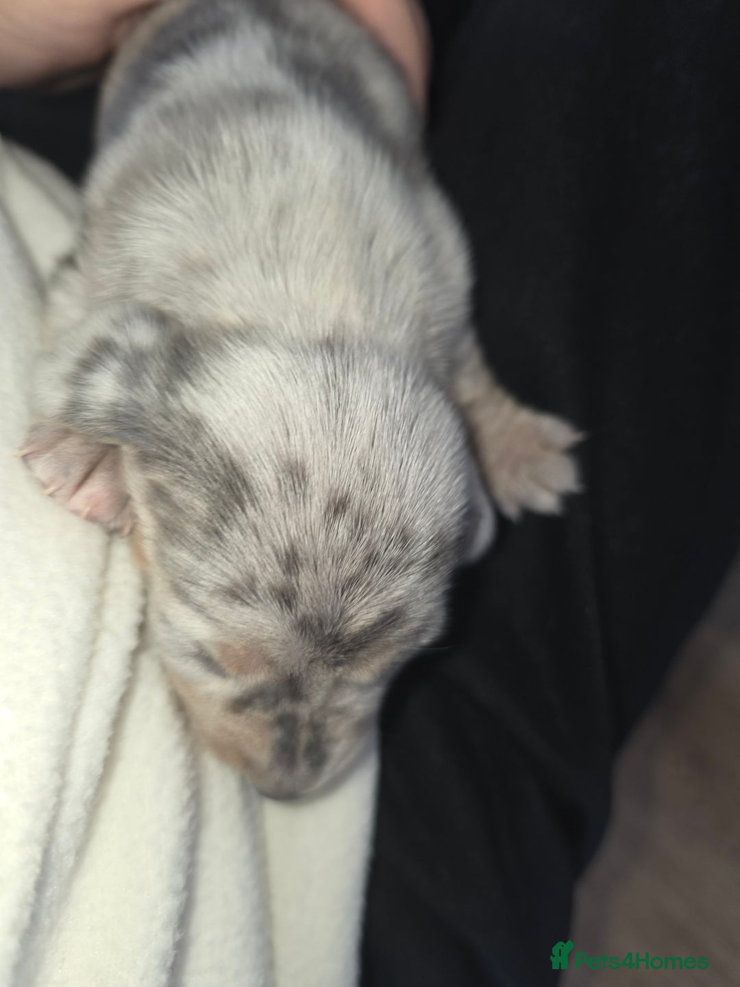 Miniature Dachshund dogs for sale: Miniature smooth dachshund  - Image 14