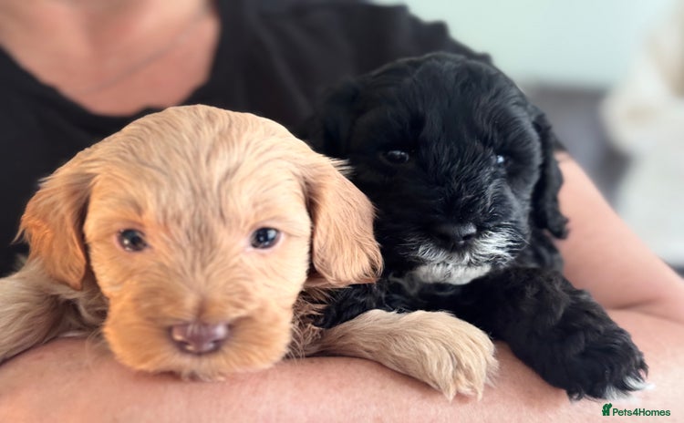 Mixed Breed dogs - Advert 1