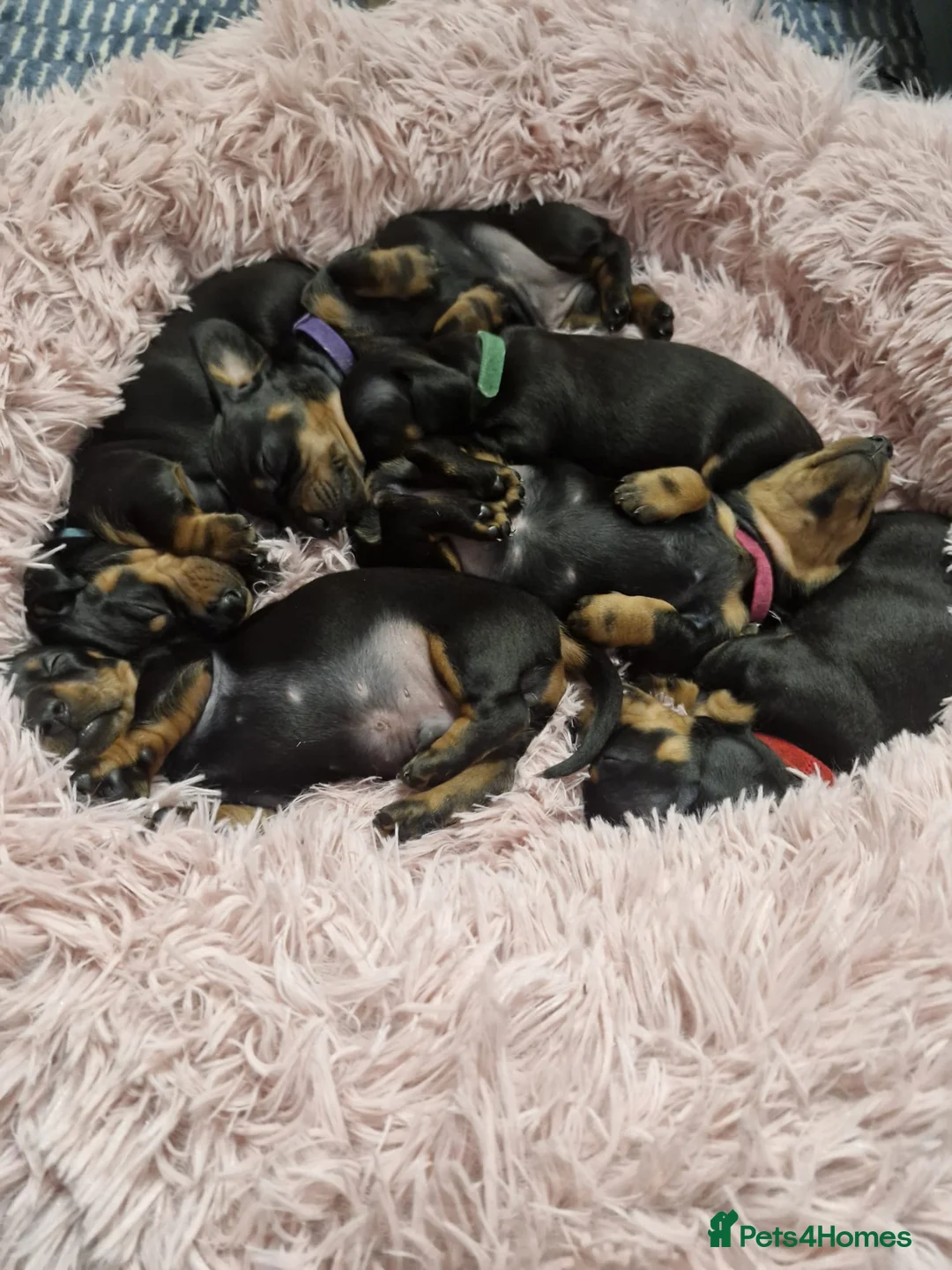 Miniature Dachshund dogs for sale: Minature Dachshund Puppies 1 boy remaining - Advert 8